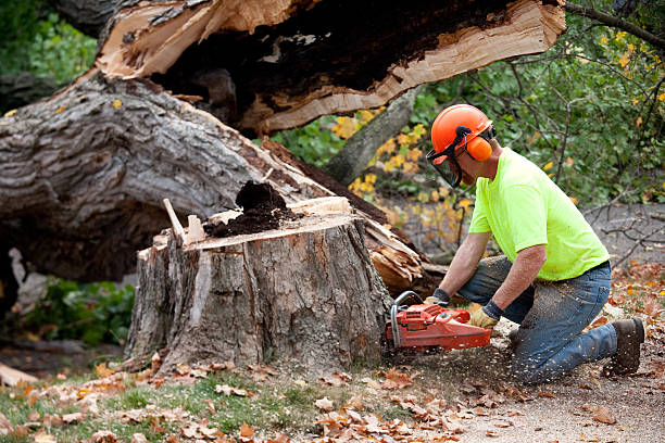 Best Tree Removal  in USA