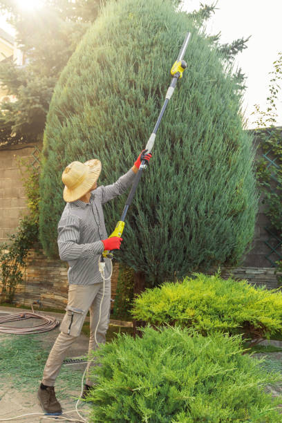 Best Tree Maintenance Programs  in USA